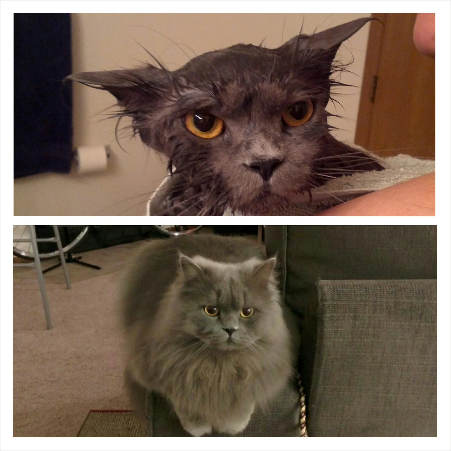 wet cat vs. dry cat Blank Meme Template
