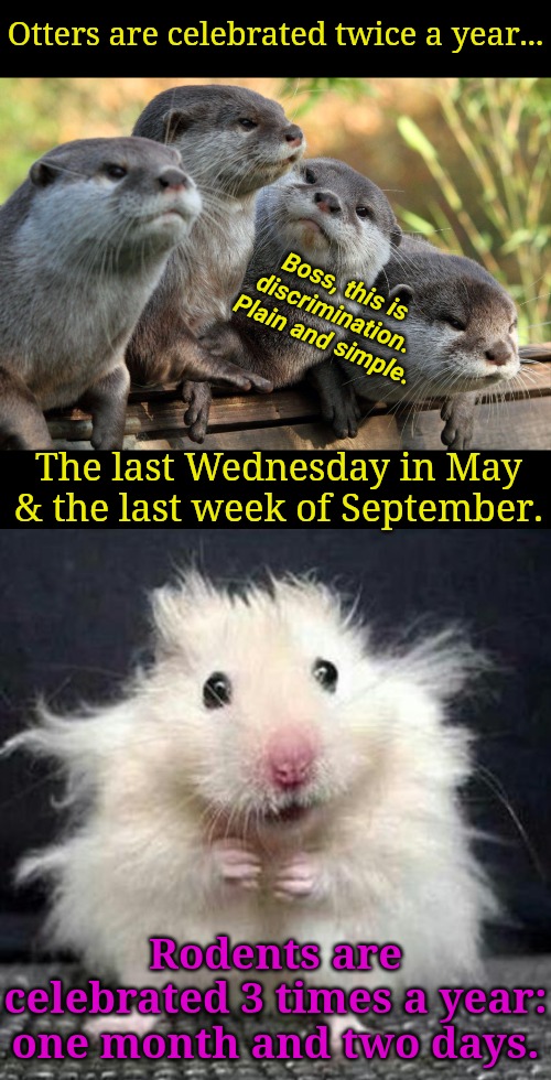 Unbelievable Discrimination | Otters are celebrated twice a year... Boss, this is discrimination. Plain and simple. The last Wednesday in May & the last week of September. Rodents are celebrated 3 times a year: one month and two days. | image tagged in otters,stressed mouse | made w/ Imgflip meme maker