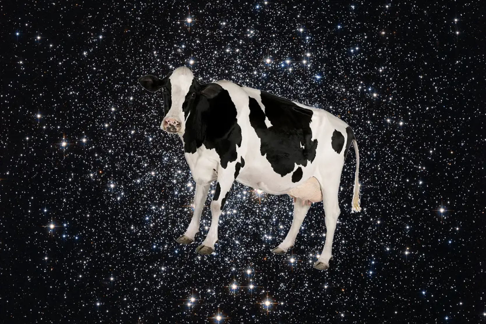 Space cow Blank Meme Template