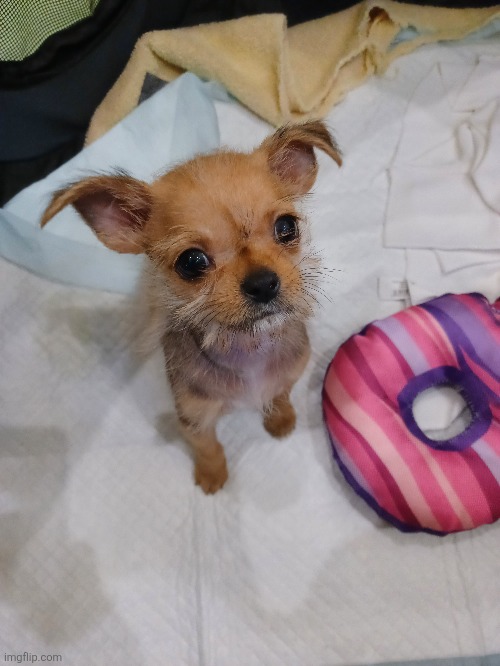 tuff dog | made w/ Imgflip meme maker