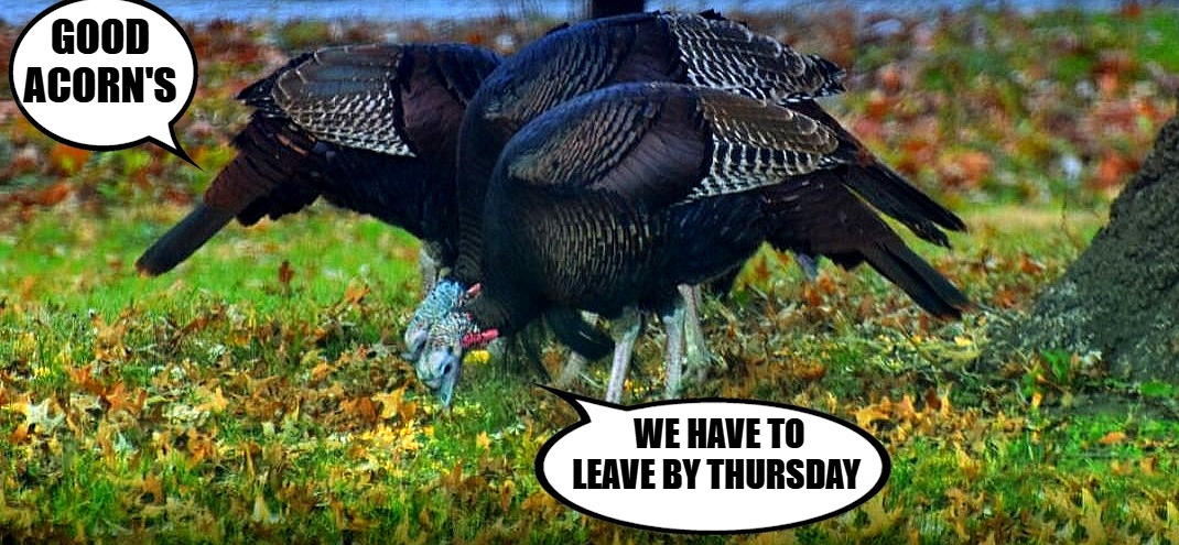 GOOD ACORN'S; WE HAVE TO LEAVE BY THURSDAY | made w/ Imgflip meme maker