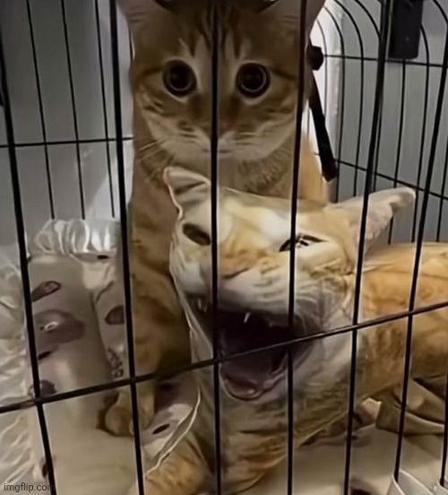 Bro | made w/ Imgflip meme maker