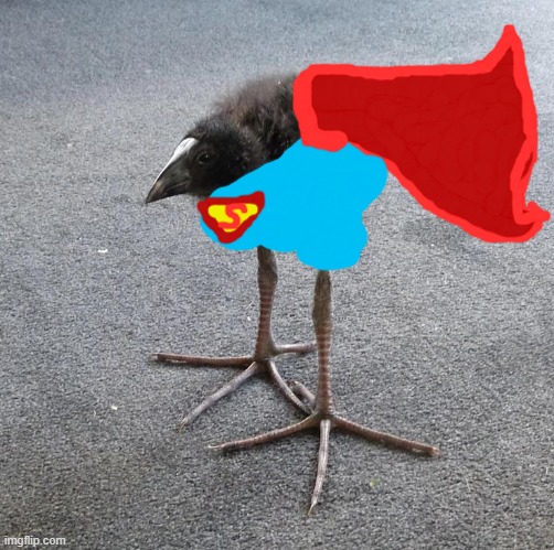 MAN!!!!!!!!!!!! | image tagged in pukeko chick,james gunn,superman,memes,shitpost | made w/ Imgflip meme maker