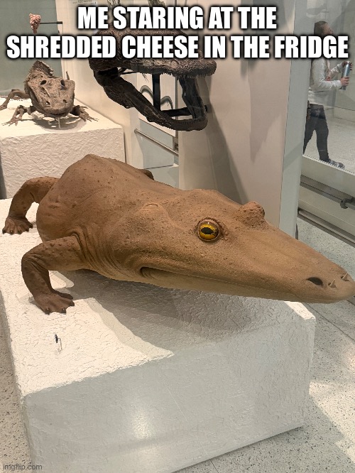 Shredded cheese | ME STARING AT THE SHREDDED CHEESE IN THE FRIDGE | image tagged in cheese,stare,goofy ahh,lizard | made w/ Imgflip meme maker