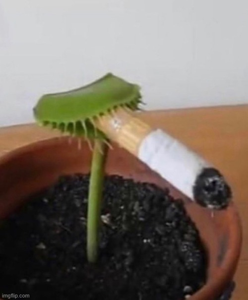 template i found | image tagged in charlie zaza | made w/ Imgflip meme maker