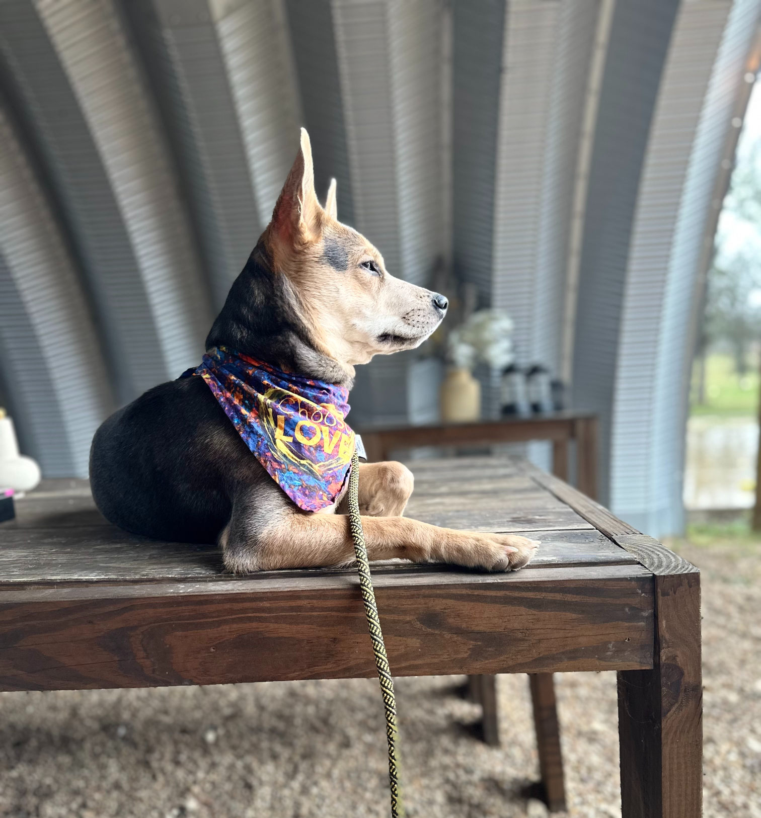 dog looking Blank Meme Template