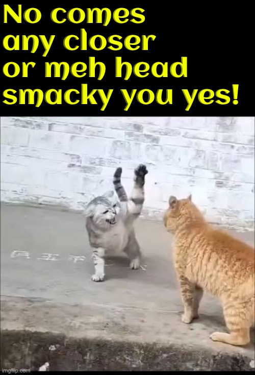 Head Smacky | No comes any closer or meh head smacky you yes! | image tagged in cats,funny cats,cat fight,angry cat,whoop ass,now this is an avengers level threat | made w/ Imgflip meme maker