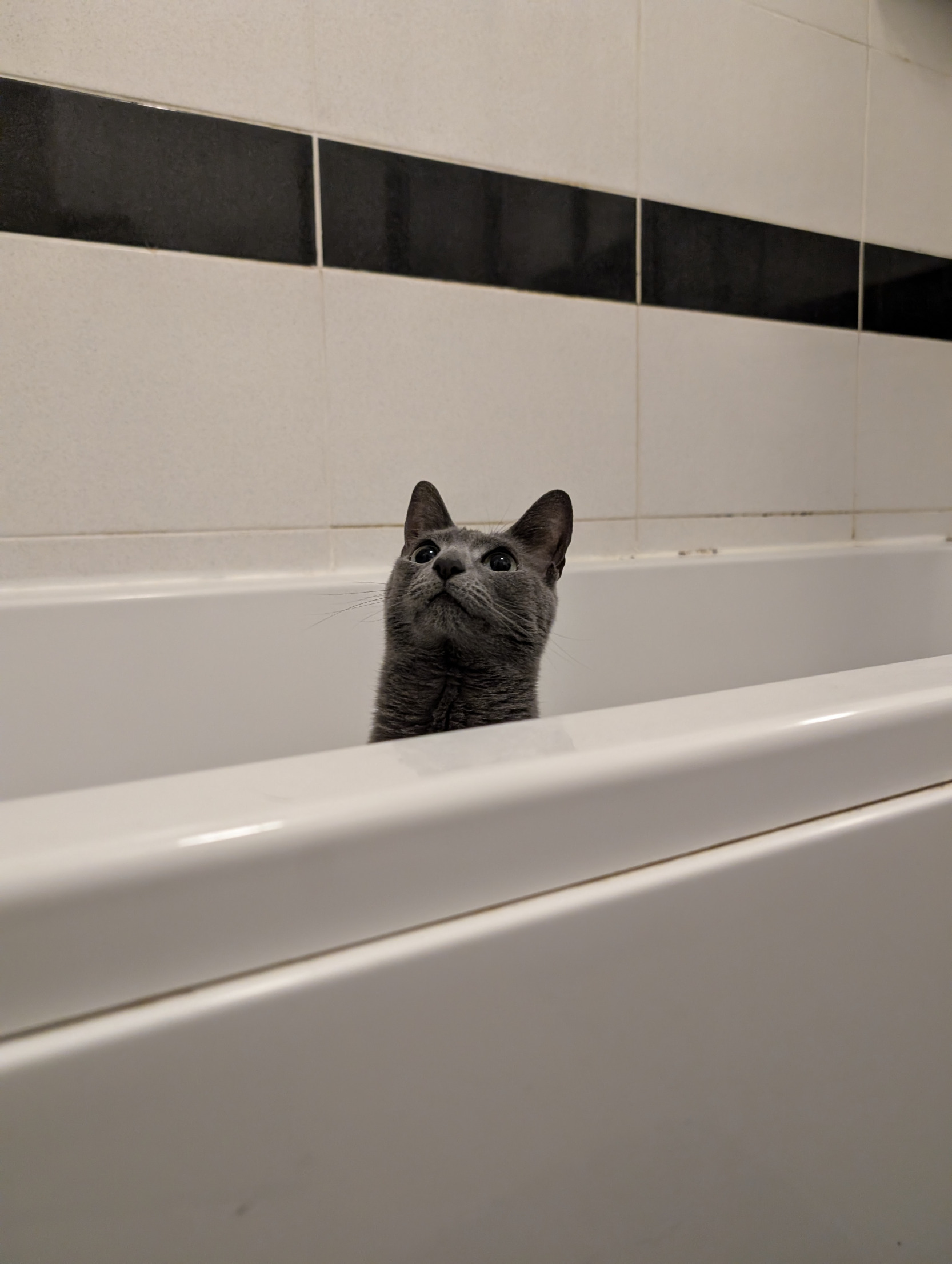 Lunch the catto Blank Meme Template