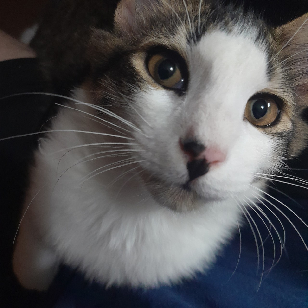 car Blank Meme Template