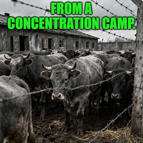 FROM A CONCENTRATION CAMP. | made w/ Imgflip meme maker