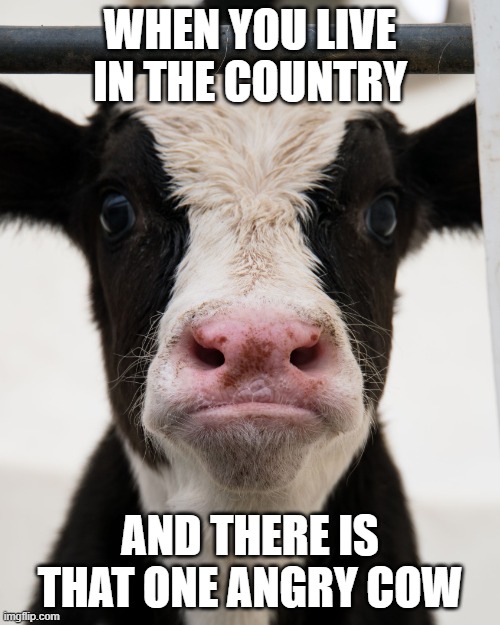 Angry Cow | WHEN YOU LIVE IN THE COUNTRY; AND THERE IS THAT ONE ANGRY COW | image tagged in angry cow,i'm gonna pretend i didn't see that,you're gonna have a bad time | made w/ Imgflip meme maker