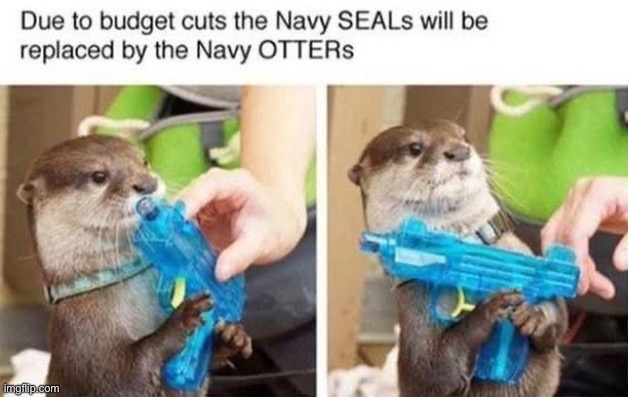 Cute operatives | image tagged in otters,seals,navy seals,navy,budget cuts | made w/ Imgflip meme maker