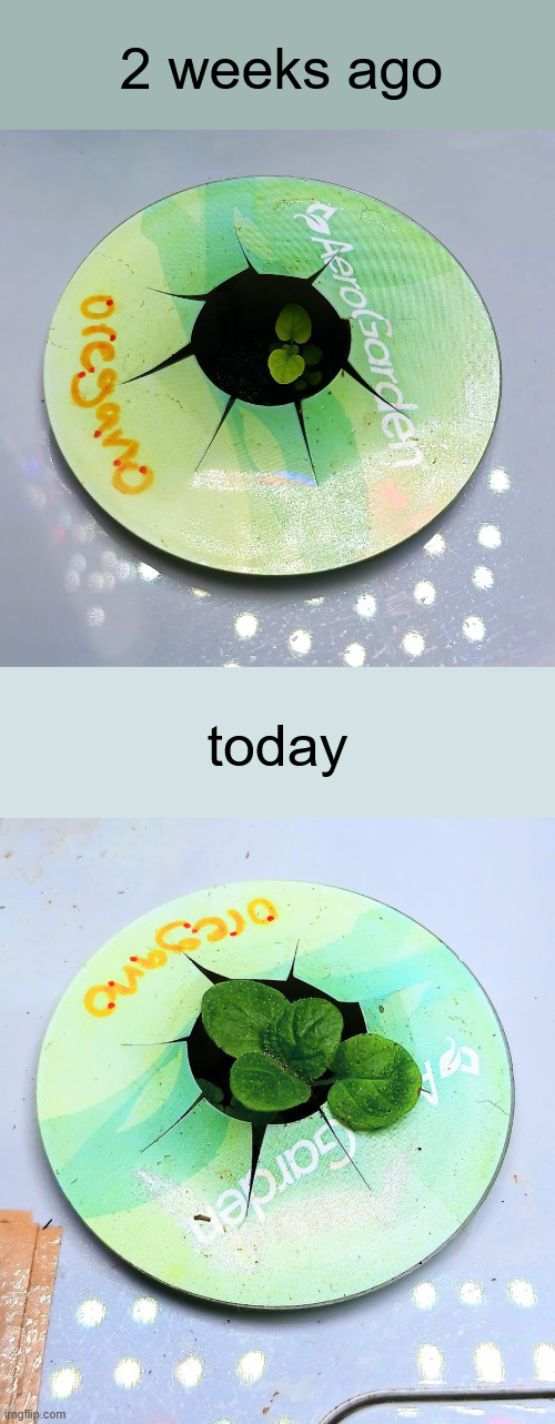 2 weeks ago; today | made w/ Imgflip meme maker