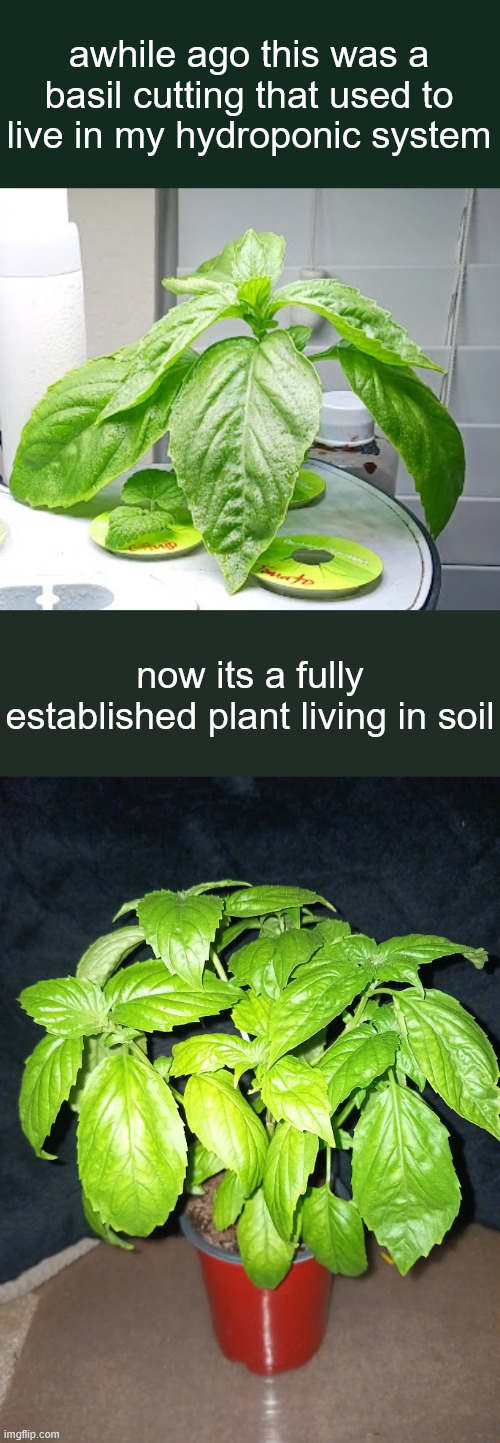 awhile ago this was a basil cutting that used to live in my hydroponic system; now its a fully established plant living in soil | made w/ Imgflip meme maker