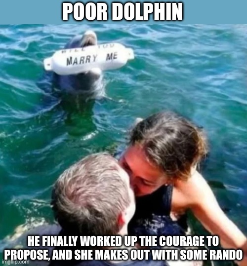 Dolphin gets friendzoned | POOR DOLPHIN; HE FINALLY WORKED UP THE COURAGE TO PROPOSE, AND SHE MAKES OUT WITH SOME RANDO | image tagged in friend zone,proposal,engagement,wedding,dolphin,cheater | made w/ Imgflip meme maker