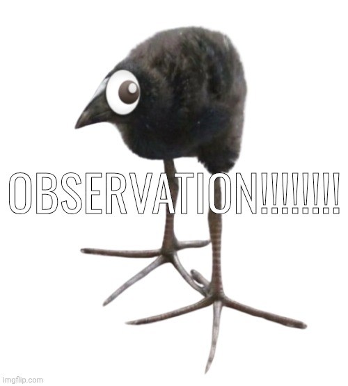 i just made some BUUUULLLLSHIIIIIIIIIIT! | OBSERVATION!!!!!!!! | made w/ Imgflip meme maker