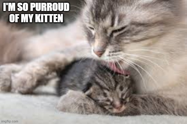 Mother cat is proud of her kitten. Happy Thanksgiving. | I'M SO PURROUD OF MY KITTEN | image tagged in cat,kittens,funny,humor,cute,play on words | made w/ Imgflip meme maker