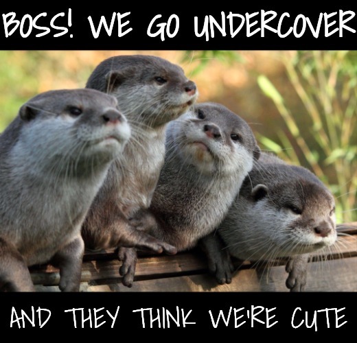 Otters | BOSS! WE GO UNDERCOVER AND THEY THINK WE'RE CUTE | image tagged in otters | made w/ Imgflip meme maker