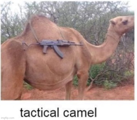tactical camel | image tagged in tactical camel | made w/ Imgflip meme maker