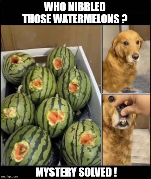 Suspicious Bite Marks ? | WHO NIBBLED THOSE WATERMELONS ? MYSTERY SOLVED ! | image tagged in dogs,watermelons,nibbled,mystery | made w/ Imgflip meme maker