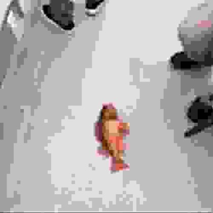 Fish | image tagged in fish | made w/ Imgflip meme maker