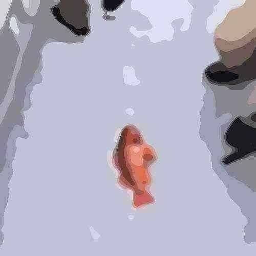 Fish | image tagged in fish | made w/ Imgflip meme maker