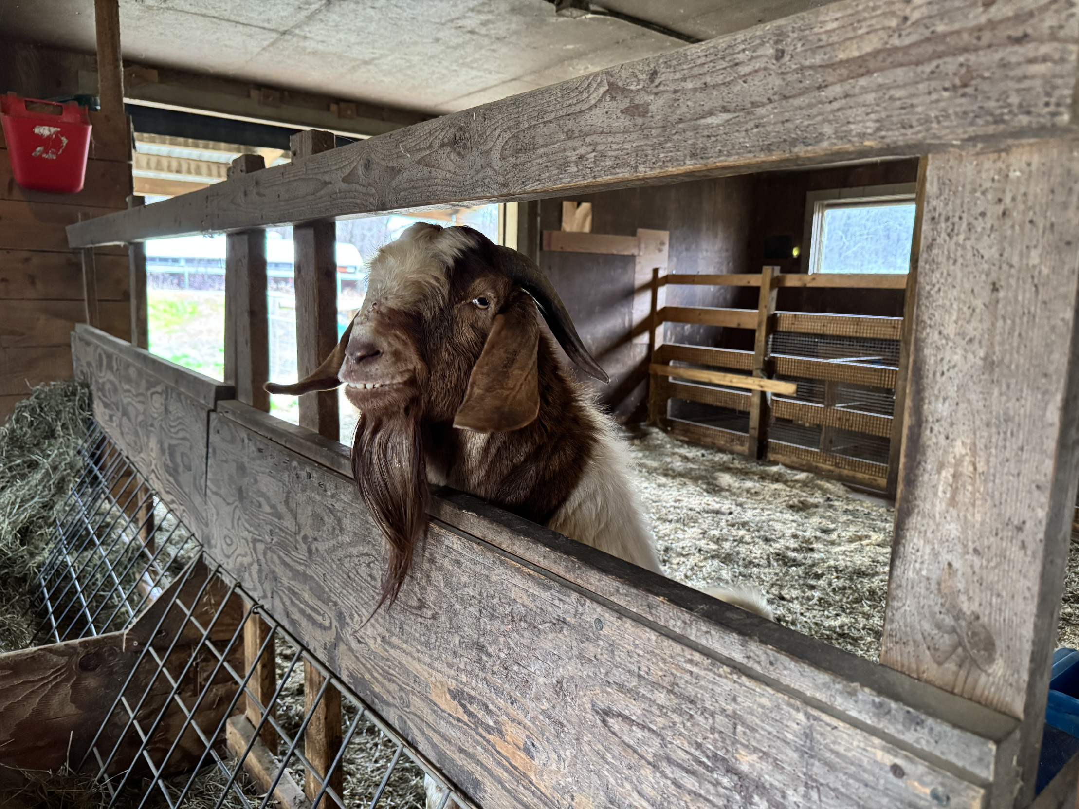 Overly Charismatic Goat Blank Meme Template