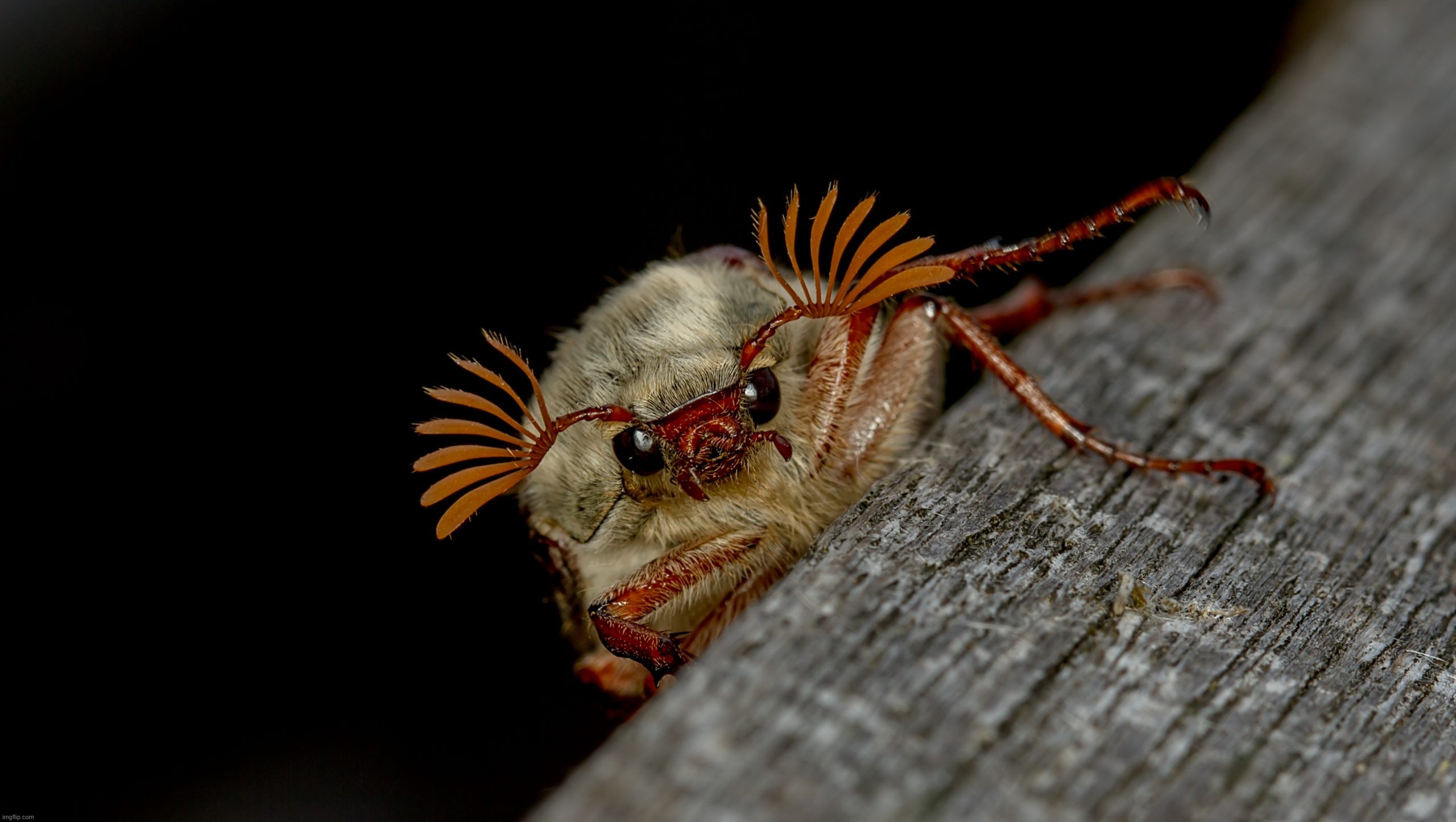 dead chat | made w/ Imgflip meme maker