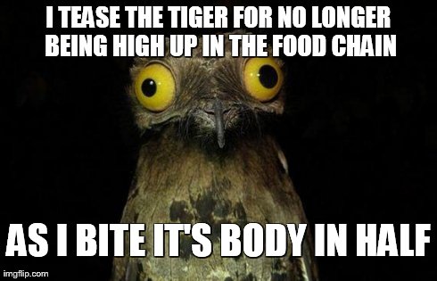 Weird Stuff I Do Potoo Meme | I TEASE THE TIGER FOR NO LONGER BEING HIGH UP IN THE FOOD CHAIN AS I BITE IT'S BODY IN HALF | image tagged in memes,weird stuff i do potoo | made w/ Imgflip meme maker