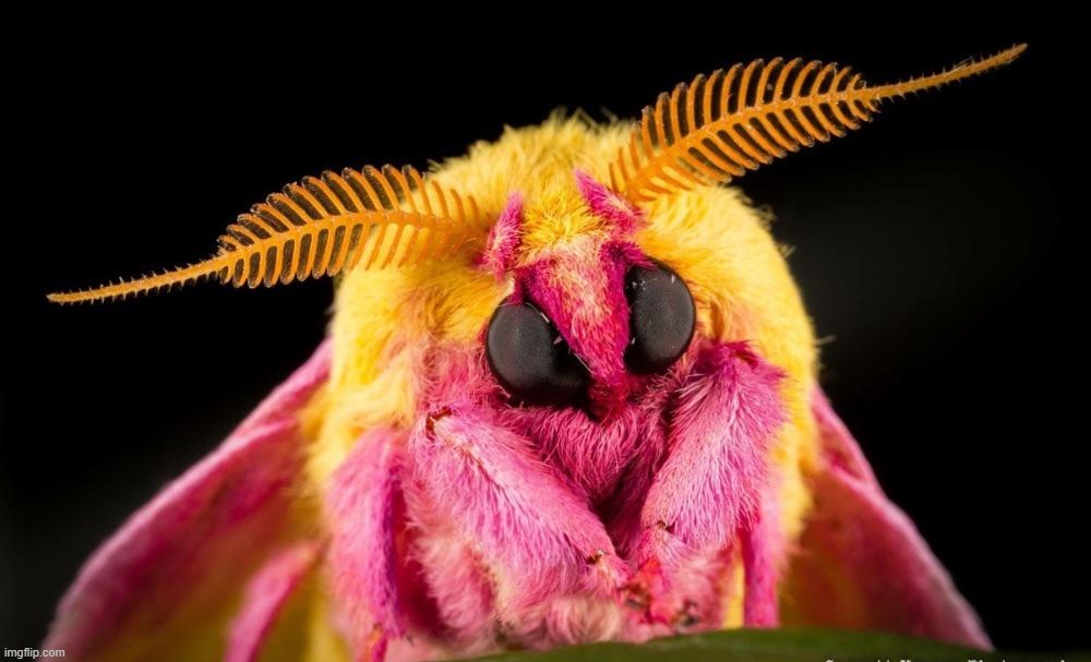 rosy maple  moths remind me of those starbucks girls | made w/ Imgflip meme maker