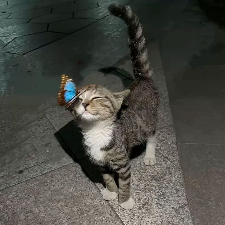 cat with butterfly Blank Meme Template