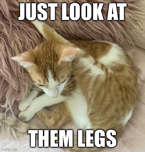 JUST LOOK AT; THEM LEGS | image tagged in funny,fun | made w/ Imgflip meme maker