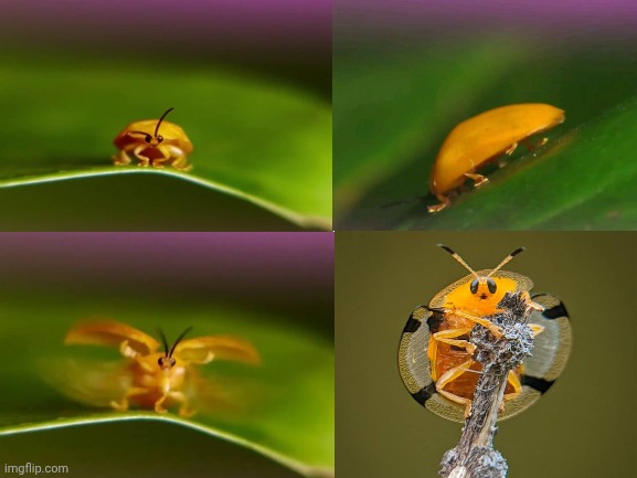 Appreciation | made w/ Imgflip meme maker