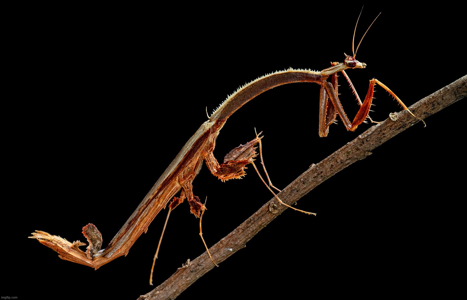 this is a dragon mantis! theyre pretty rare but cool | made w/ Imgflip meme maker