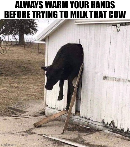 Always Warm Your Hands Before Trying To Milk That Cow | ALWAYS WARM YOUR HANDS BEFORE TRYING TO MILK THAT COW | image tagged in chrisjoines1 | made w/ Imgflip meme maker