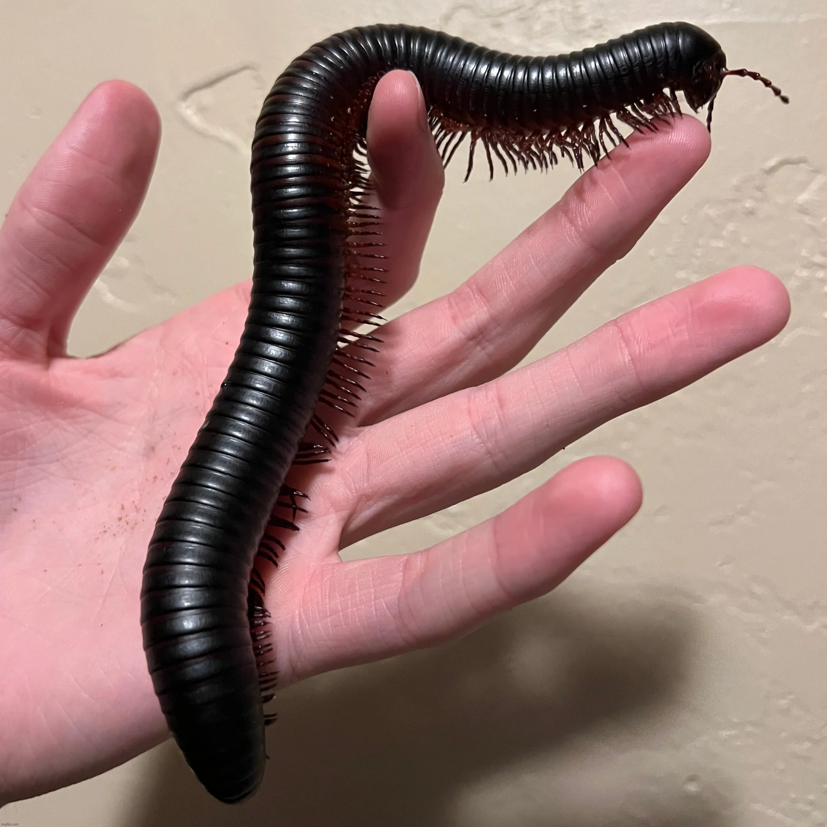 gummy wurm :3 (species is the giant african millipede) | made w/ Imgflip meme maker