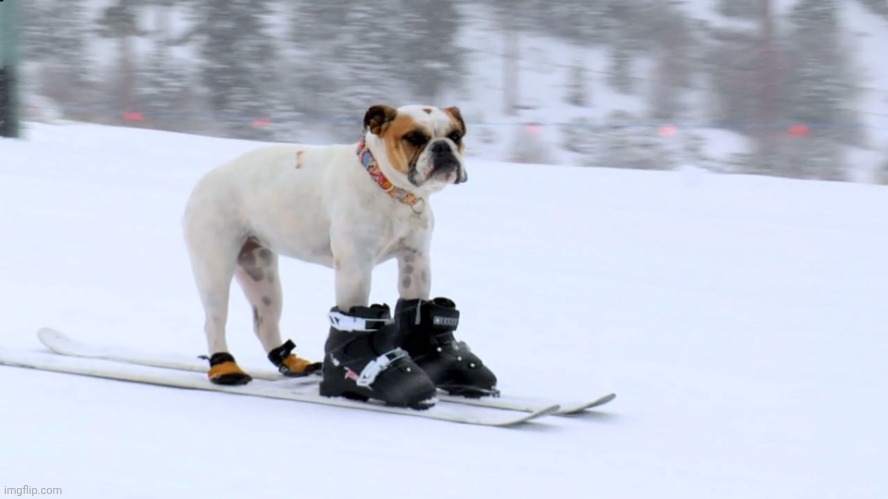 skiing_dog | image tagged in skiing_dog | made w/ Imgflip meme maker