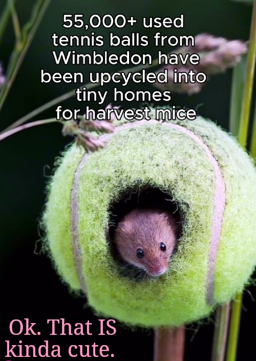 That tennis ball is cute. | Ok. That IS kinda cute. | image tagged in what is going on | made w/ Imgflip meme maker