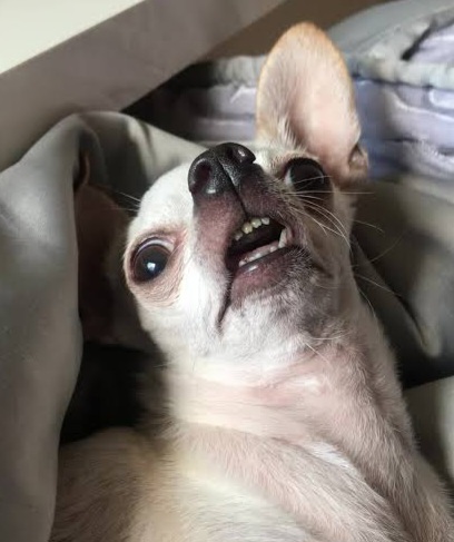 Revolted chihuahua Blank Meme Template