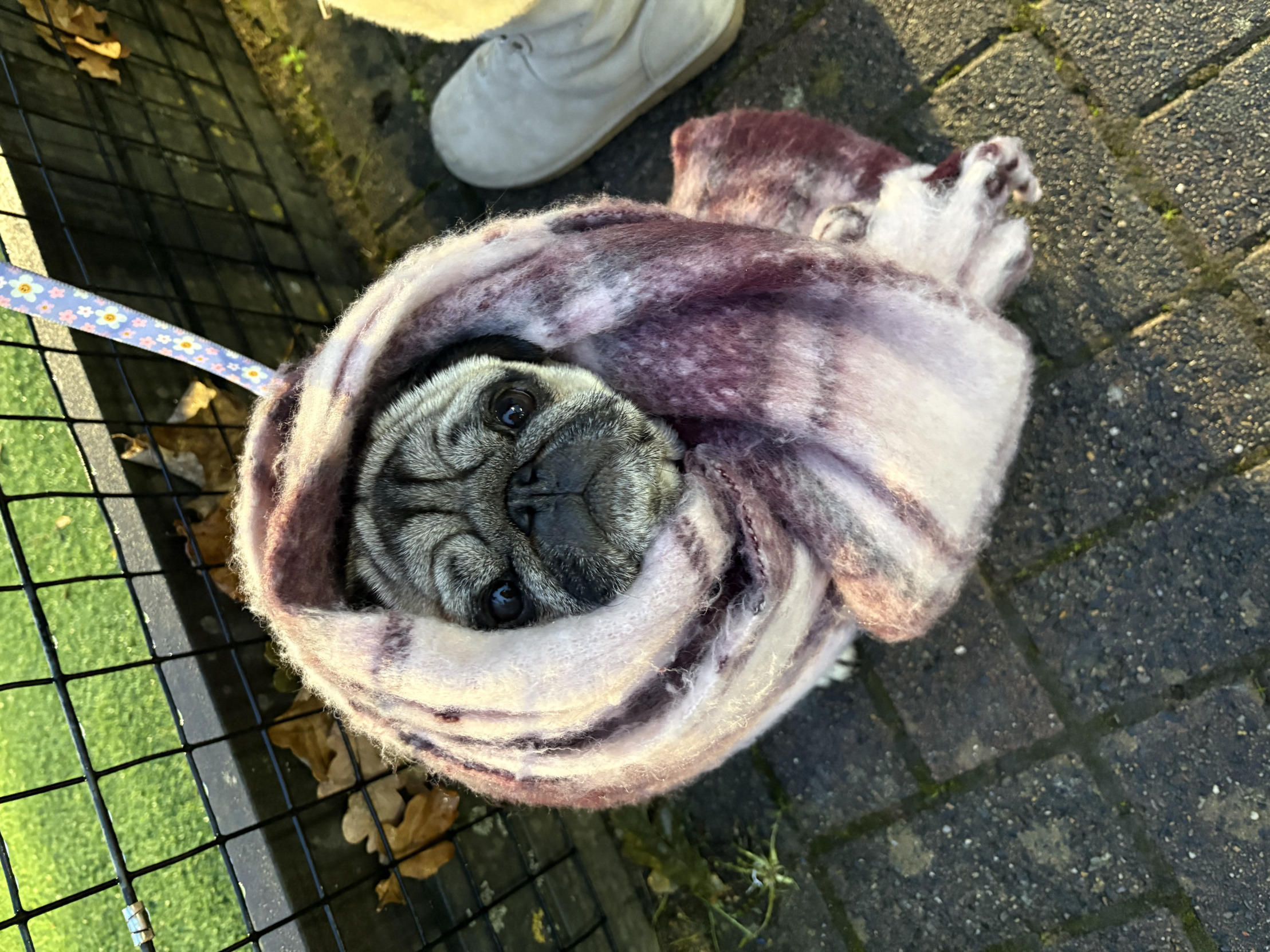 Pig in scarf Blank Meme Template