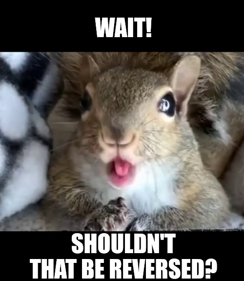 Squirrel | WAIT! SHOULDN'T THAT BE REVERSED? | image tagged in squirrel | made w/ Imgflip meme maker