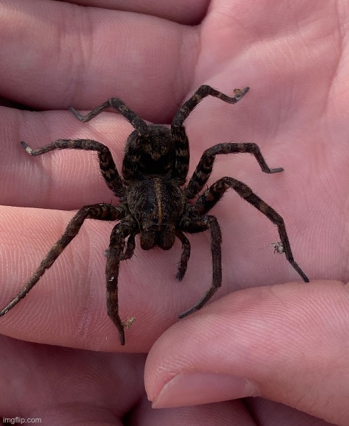 A wolf spider I found in my garage | image tagged in bug,spider,beeg,idk why i picked it up,i put it outside in my yard,repost | made w/ Imgflip meme maker