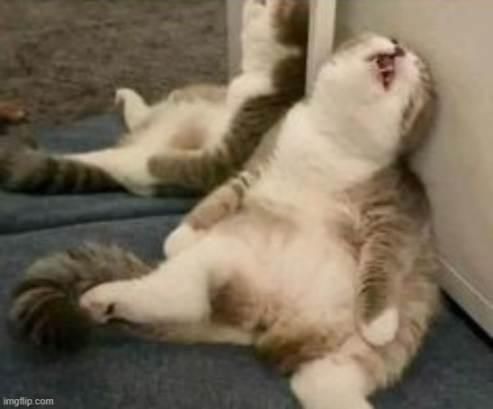 Tired cat | image tagged in tired cat | made w/ Imgflip meme maker