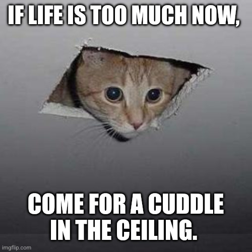 Bad day? | IF LIFE IS TOO MUCH NOW, COME FOR A CUDDLE IN THE CEILING. | image tagged in memes,ceiling cat,cuddles,safe place,having a bad day,snuggles | made w/ Imgflip meme maker