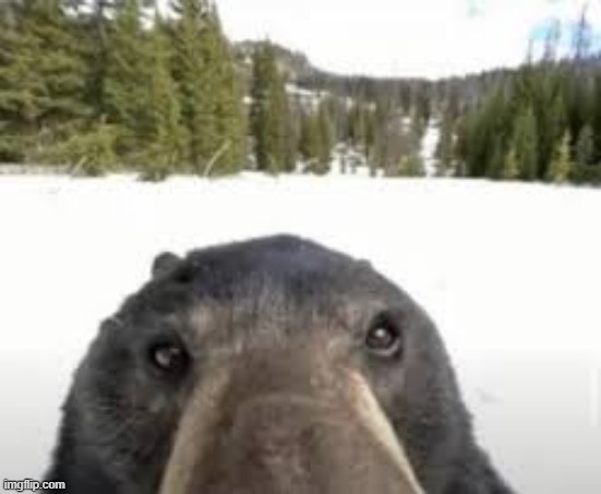 close up bear | image tagged in bear | made w/ Imgflip meme maker
