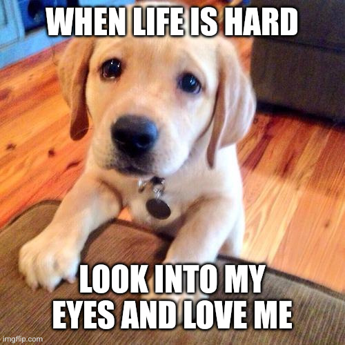 Mutual admiration society | WHEN LIFE IS HARD; LOOK INTO MY EYES AND LOVE ME | image tagged in puppy dog eyes,memes,dogs,love me,cuddles,snuggles | made w/ Imgflip meme maker