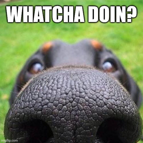 Whatcha Doin? | WHATCHA DOIN? | image tagged in chrisjoines1 | made w/ Imgflip meme maker