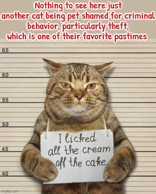 Nothing To See Here | Nothing to see here just another cat being pet shamed for criminal behavior, particularly theft, which is one of their favorite pastimes | image tagged in nothing to see here,cats,funny cat memes,pet shamed,criminals,theft | made w/ Imgflip meme maker