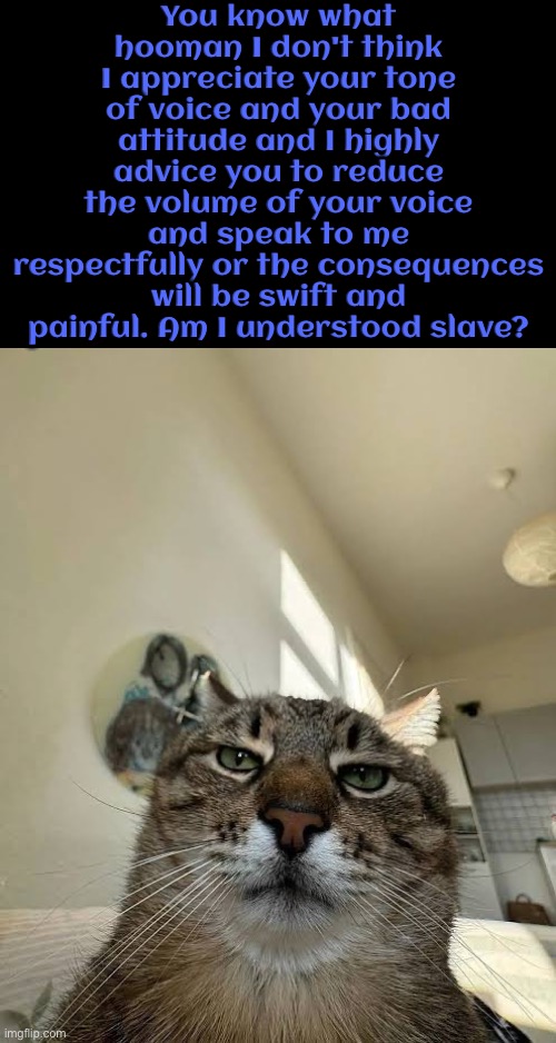 Speak To Me Respectfully | You know what hooman I don't think I appreciate your tone of voice and your bad attitude and I highly advice you to reduce the volume of your voice and speak to me respectfully or the consequences will be swift and painful. Am I understood slave? | image tagged in cats,funny cats,disrespect,consequences,attitude,discipline | made w/ Imgflip meme maker