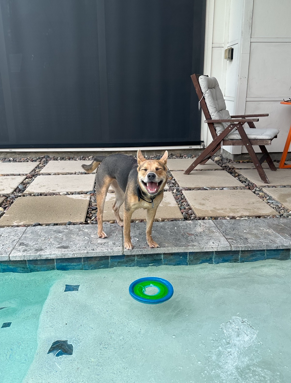 dog at pool Blank Meme Template